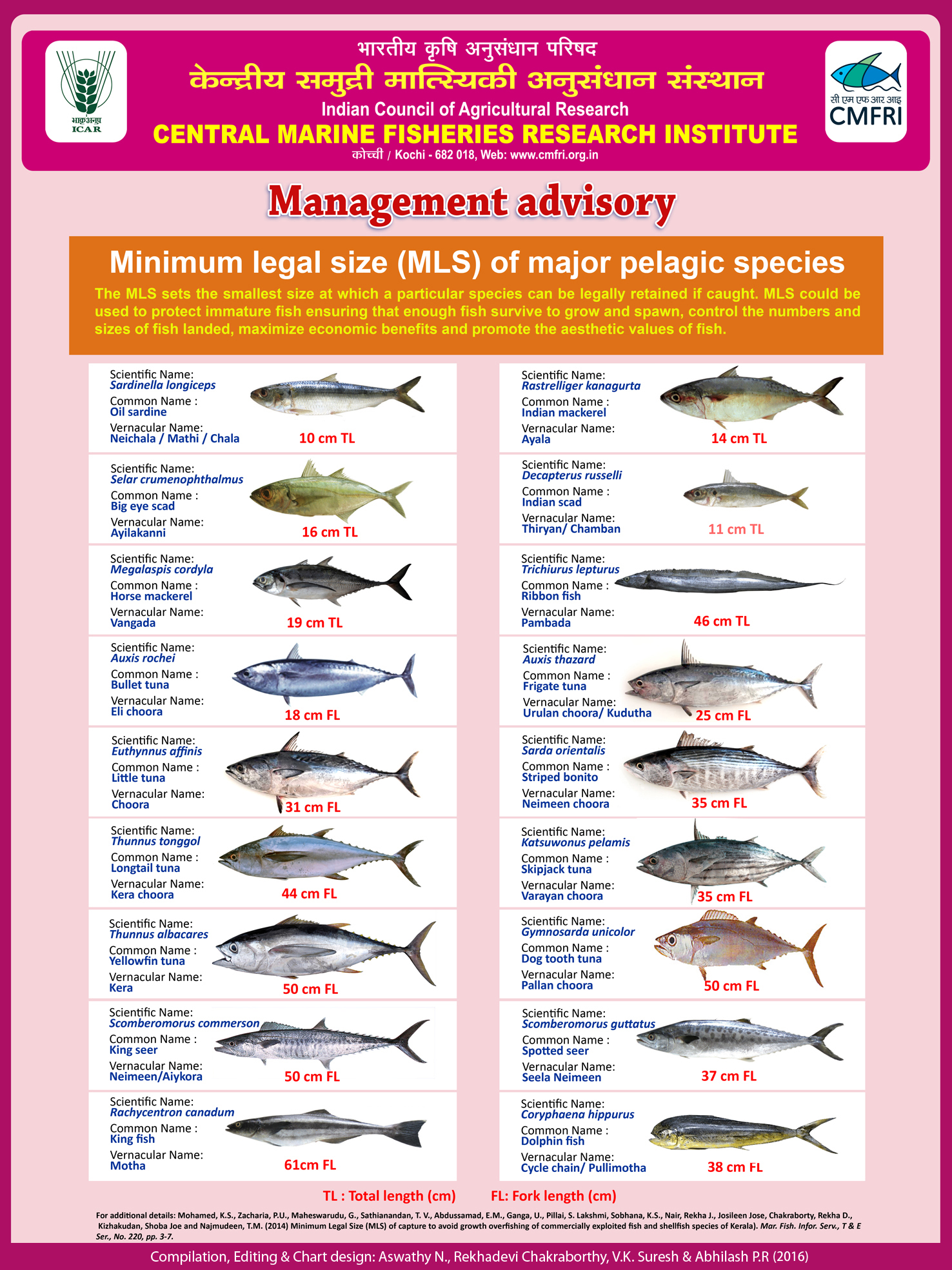 Management Advisory Minimum Legal Size Of Major Pelagic Species CMFRI 